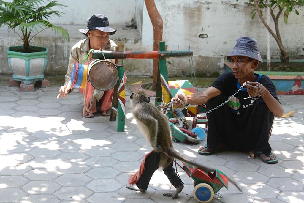 El entrenamiento no es sencillo para los monos.