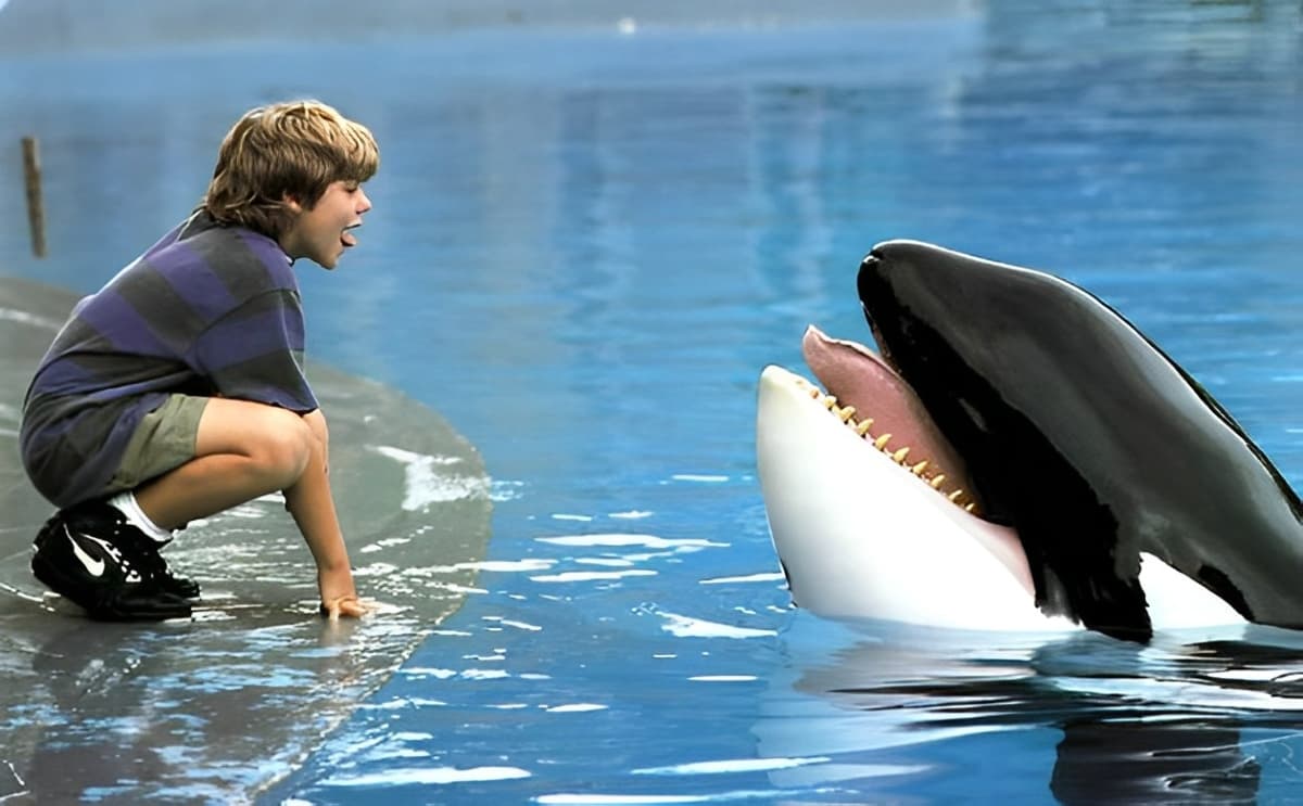'Liberen a Willy' llega al 5, pero ¿conoces la historia de Keiko, su protagonista?