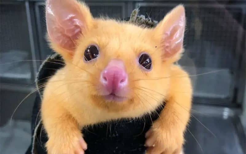 Pikachu Real