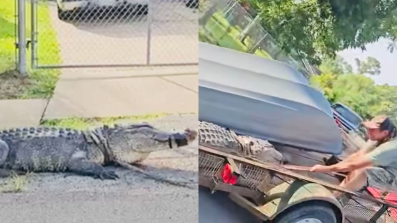 En video: Enorme caimán sorprende a residentes de un vecindario del área de Houston