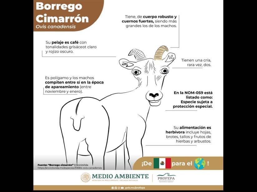 Ilustración del borrego cimarrón