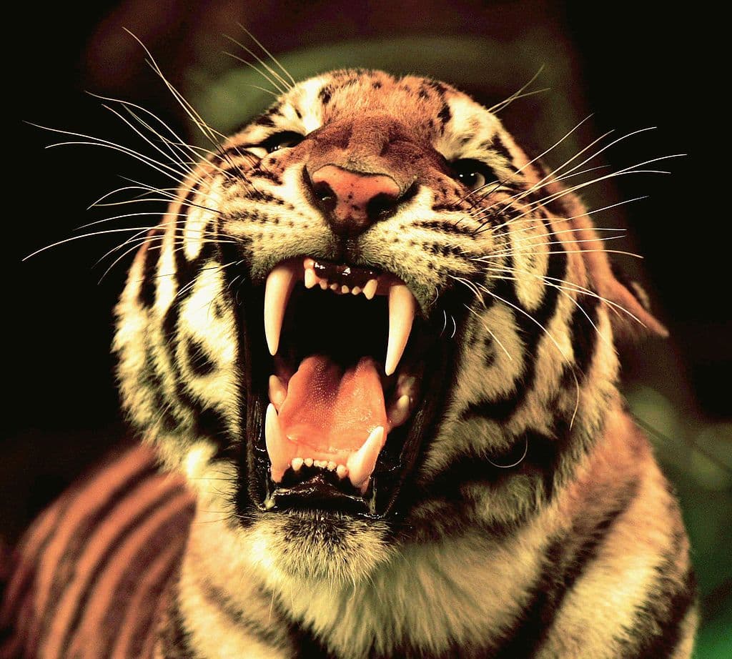 Viral: Mira el video de un tigre andando por las calles de Jalisco