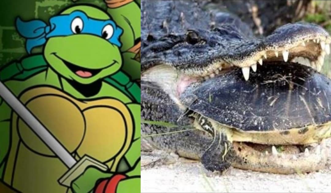 Tortuguita demuestra que tiene caparazón de MarioKart y sobrevive a ataque de caimán
