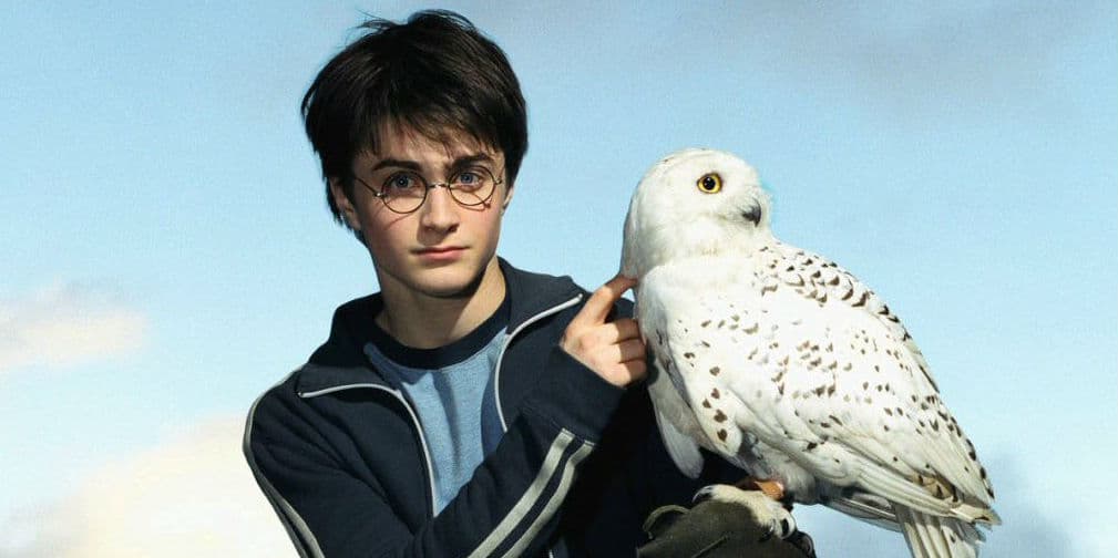 Después del estreno de la última peli de Harry Potter, los santuarios de animales en Londres recibieron a cientos de búhos abandonados como mascotas.