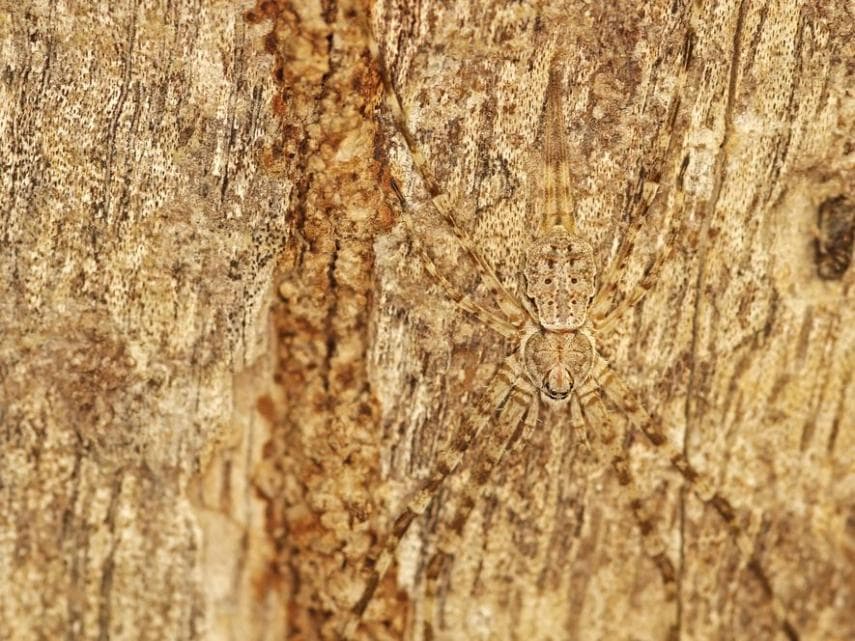 Hay una araña escondida en algún lugar de la corteza del árbol.