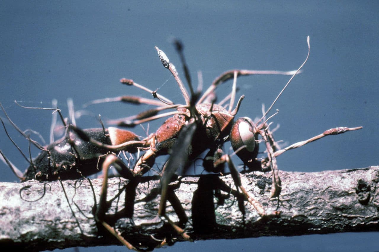 Existen hongos, como el Cordyceps, que controlan a sus víctimas y las conducen a morir.