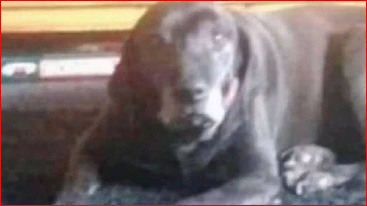 ¿Ves un perro o un payaso? La extraña ilusión óptica del momento y sus memes