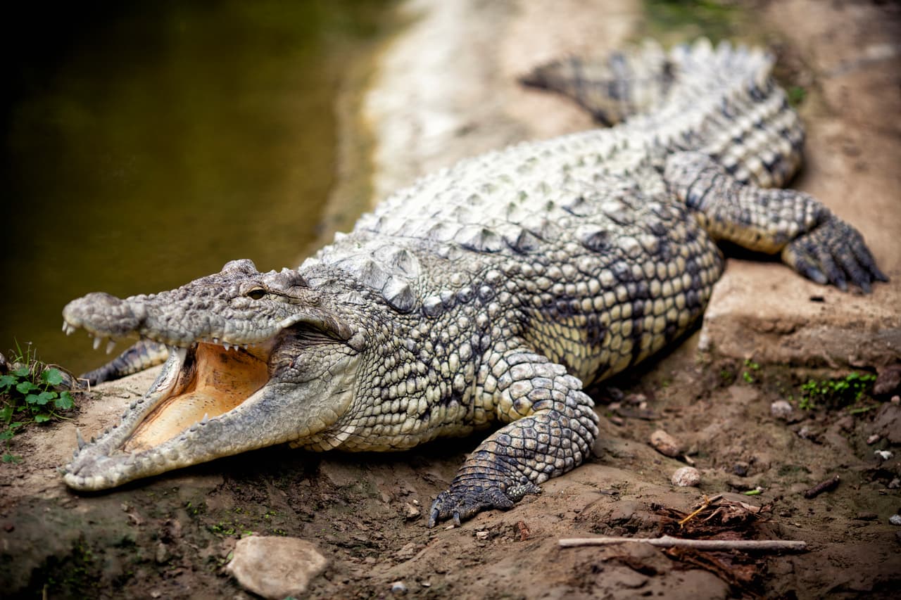 Hombre se mete a nadar con cocodrilos en Tamaulipas y se lo comen