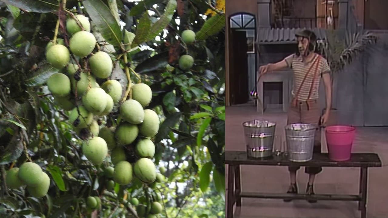Granjero logra cultivar mangos que parecen manzanas y saben como plátanos
