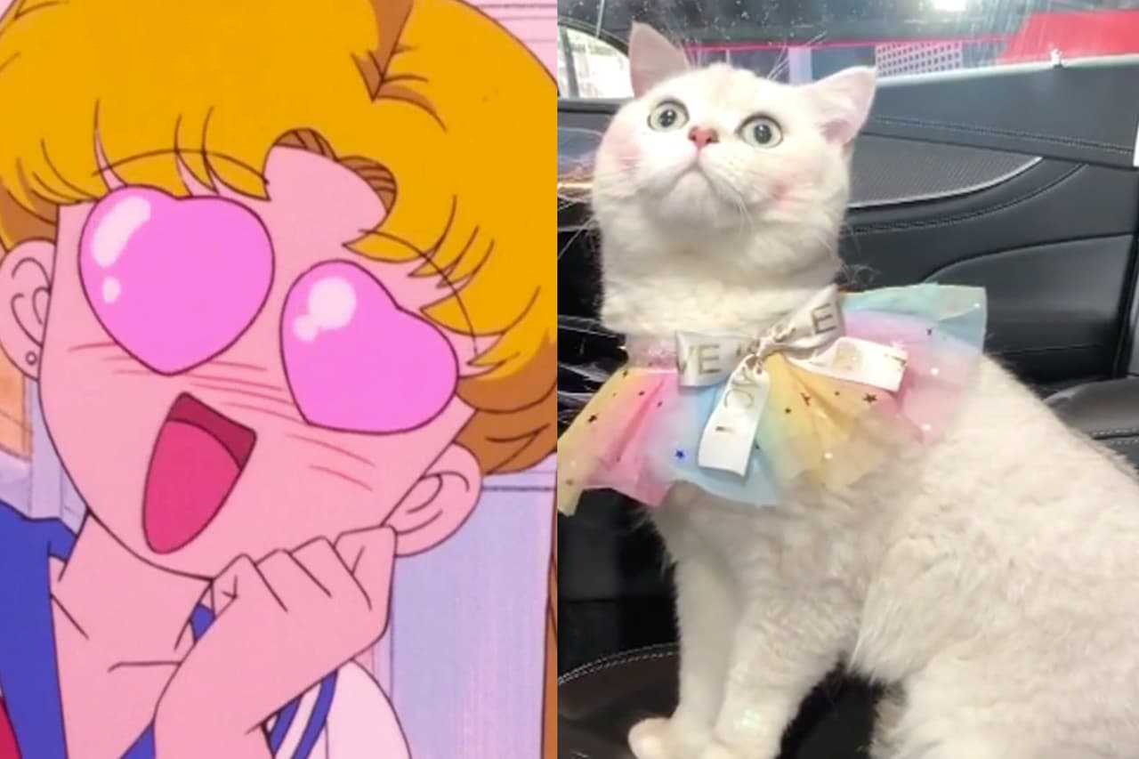 VIRAL: Conoce a Mao Mao, el gatito que gana casi 30 mil pesos por evento