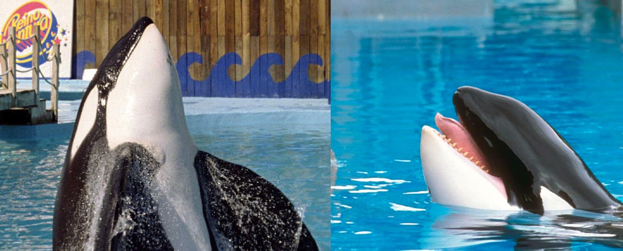 ¿Qué pasó con Keiko, la orca de Reino Aventura, después de que la “liberaron”?