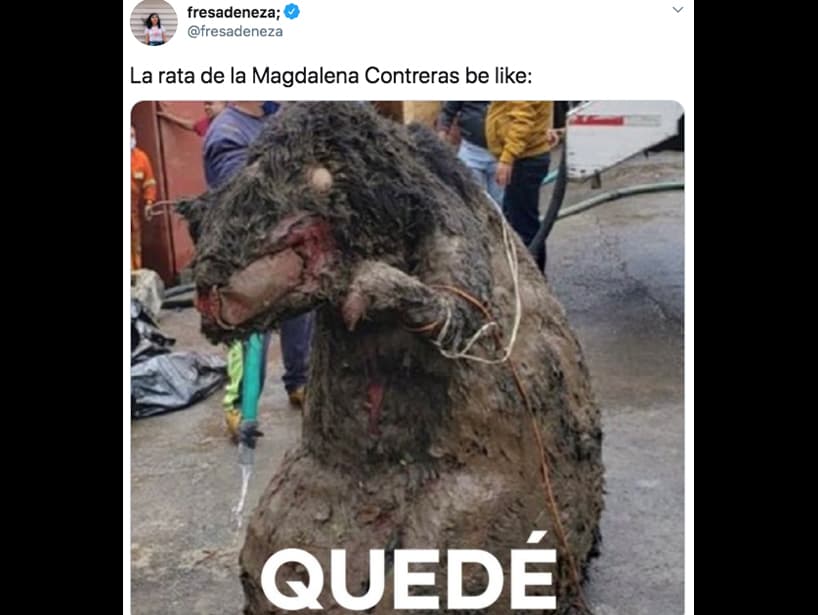 ¿Qué harías si encontraras una botarga de una rata cerca de tu hogar?