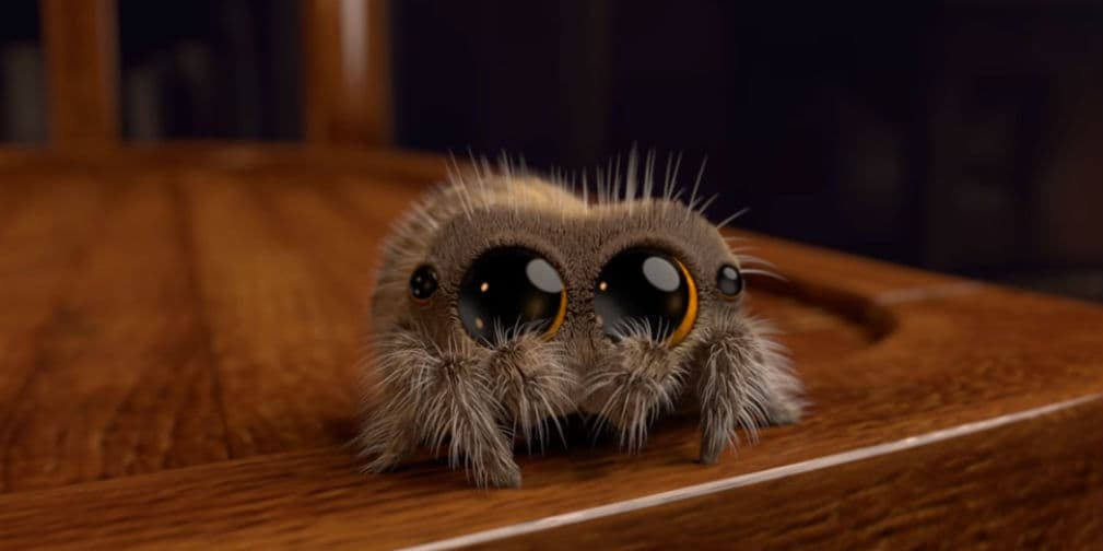 'Lucas': La araña más tierna del mundo