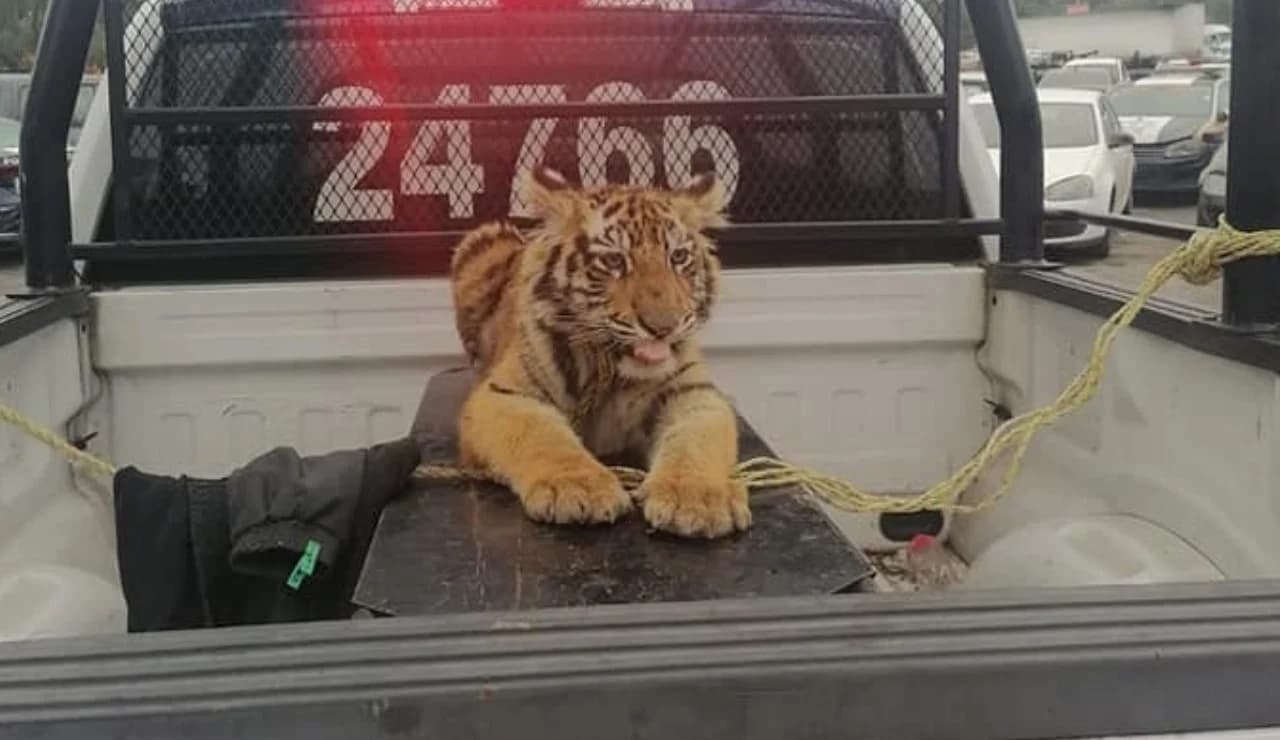 Capturan tigre de bengala que se escapó en Cuatitlán Izcalli