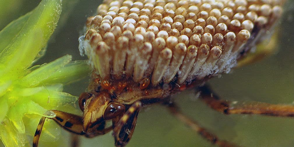 Insectos súmamente raros
