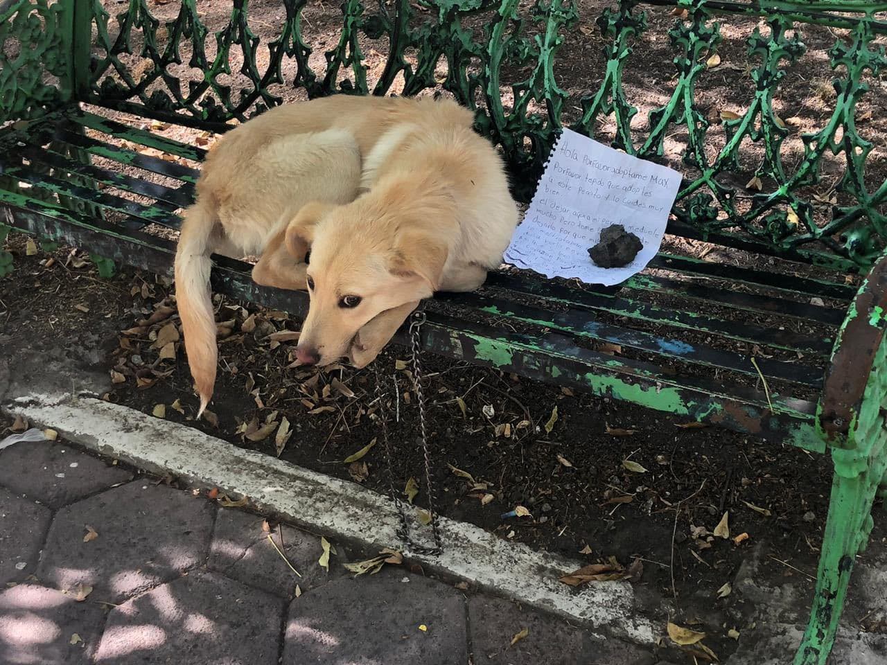 Max, el perro que fue abandonado en una banca y nos partió el corazón