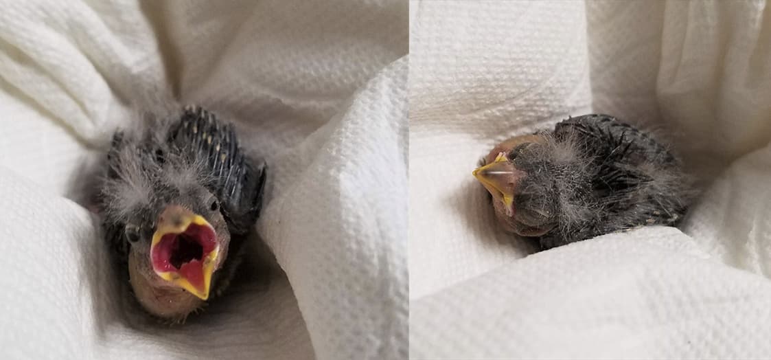 Unos amigos ebrios le pidieron un Uber a un pajarito herido para enviarlo al hospital