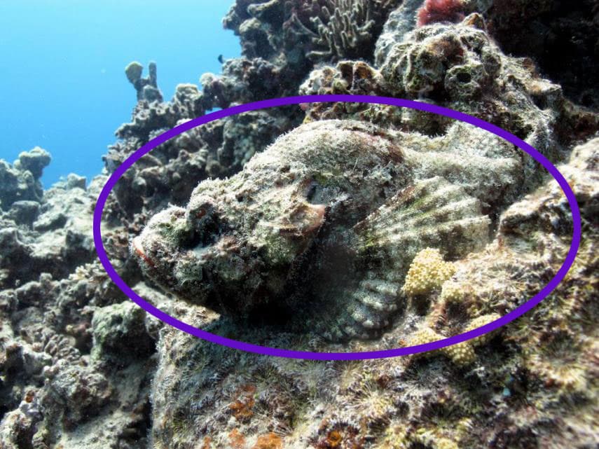 Te presentamos al pez escorpión, este tipo de pez venenoso aguarda en los arrecifes de coral para atacar a sus presas.