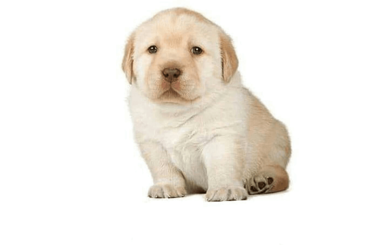Seguro has visto cómo la cara triste de este perrito inunda internet.