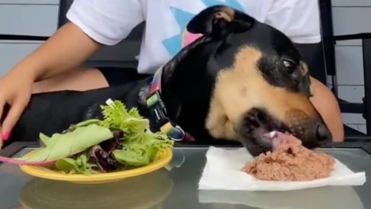 "Es vegetariano por elección": Perrito de tiktoker la deja en ridículo en video