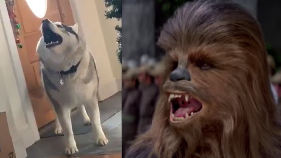 El perro que se hizo viral por gritar como Chewbacca