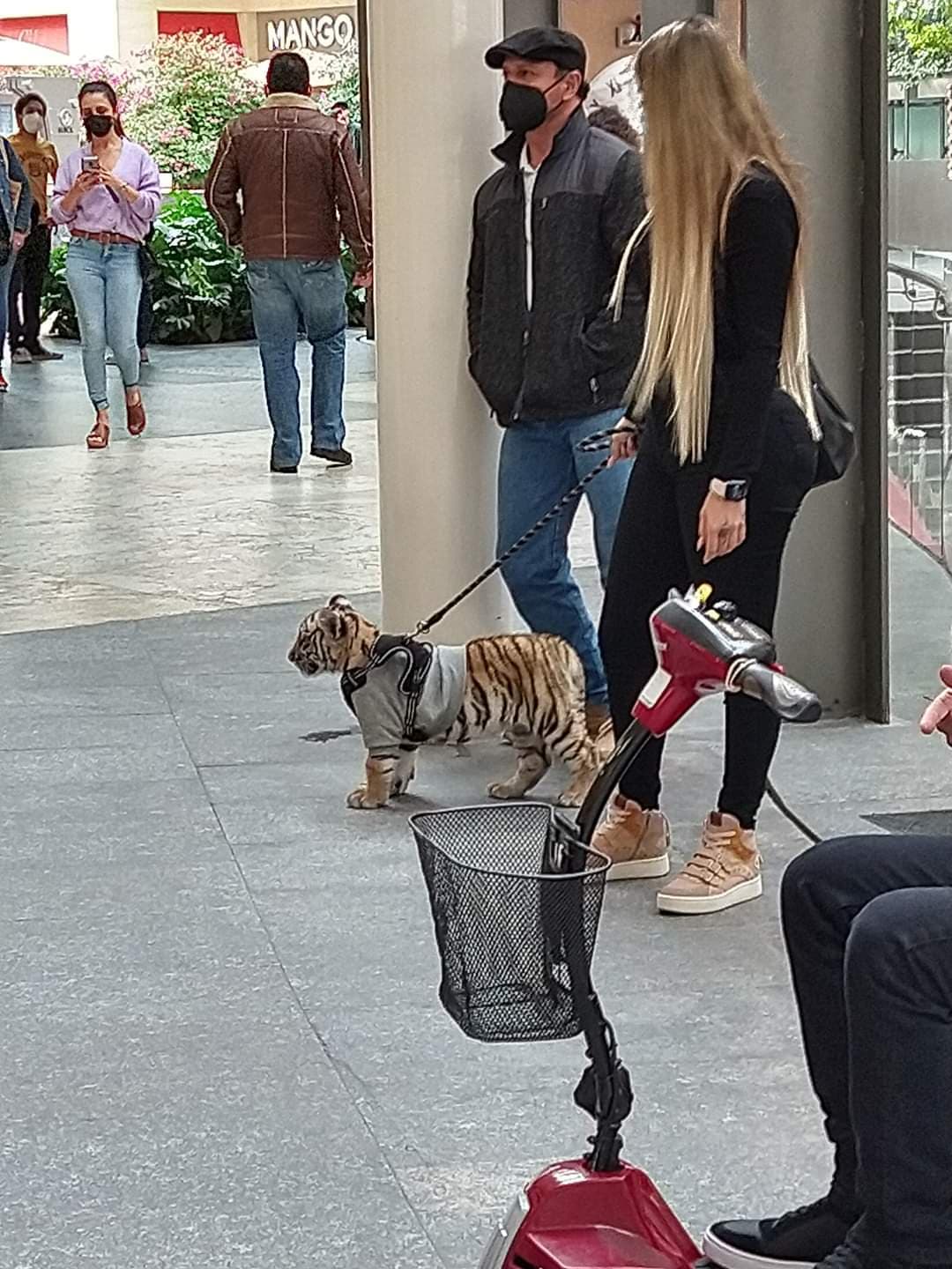 Mundo triste y cruel: Indigna en redes mujer paseando a tigre en plaza comercial