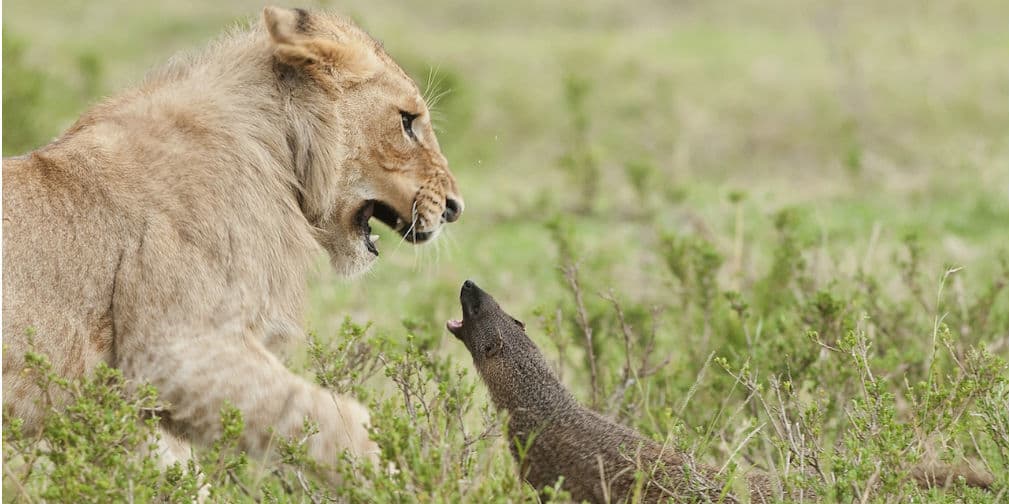 Peleas raras del reino animal