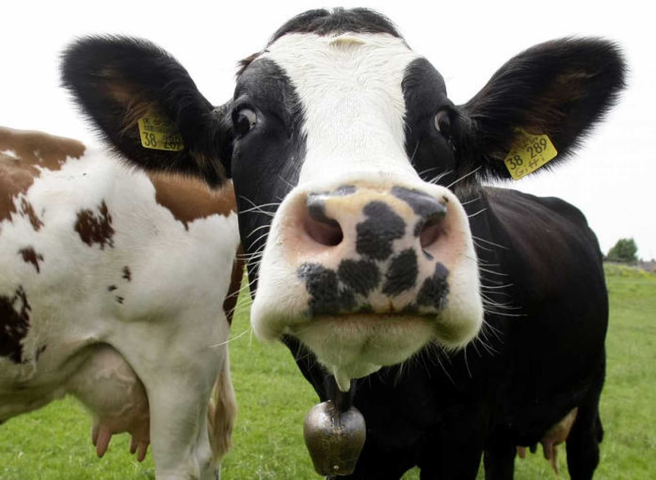 Podrías comprar 133 vacas lecheras. Sólo tenemos una duda. ¿Para qué querrías tantas vacas?