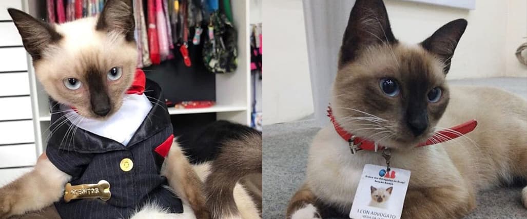 Este gato callejero fue adoptado por una asociación de abogados y ahora es todo un Abogato