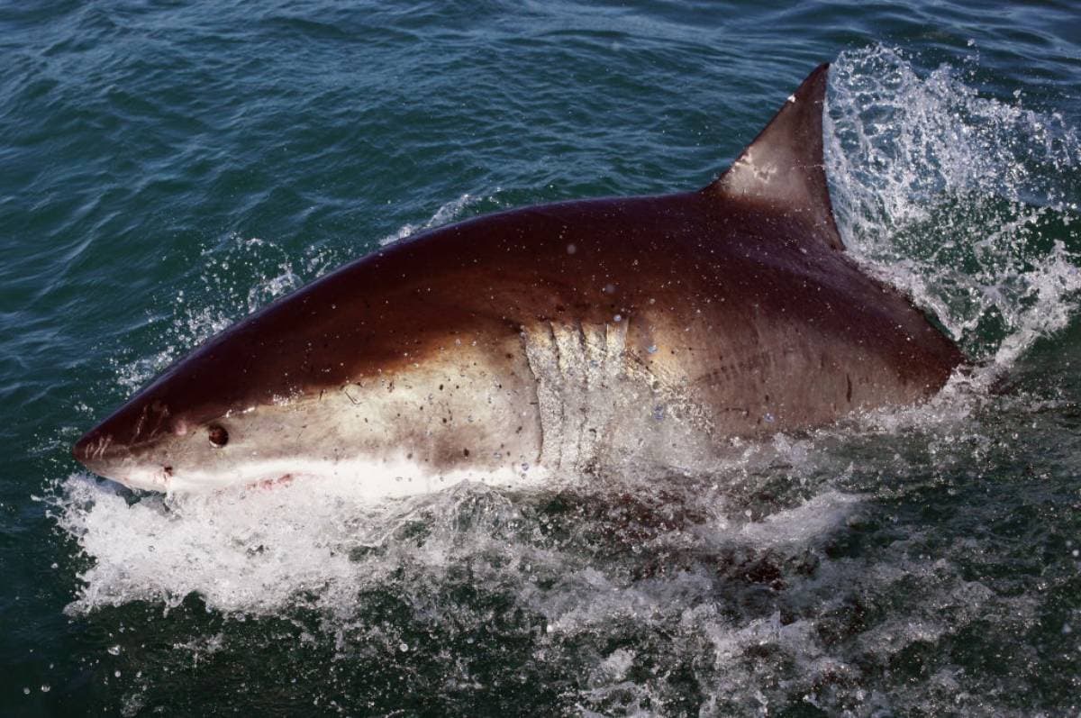 Tiburón