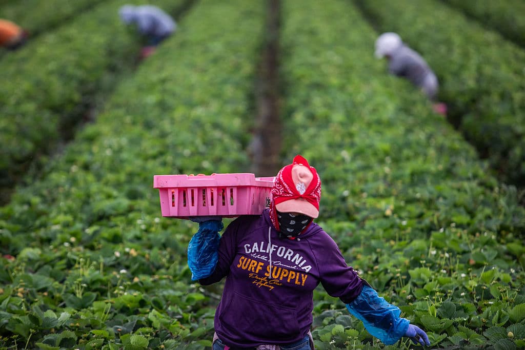 ICE seguirá haciendo redadas en el agro y restaurantes, según reporte