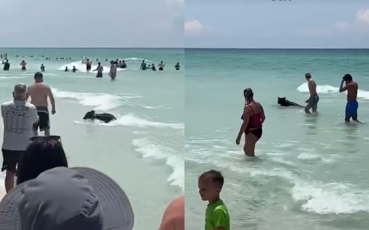 ¡Qué agusticidad! Oso baja a playa para refrescarse junto a bañistas