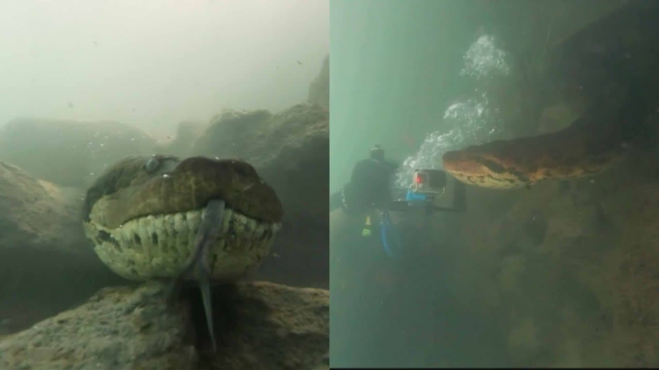 Buzo se encontró de frente con una anaconda de 7 metros