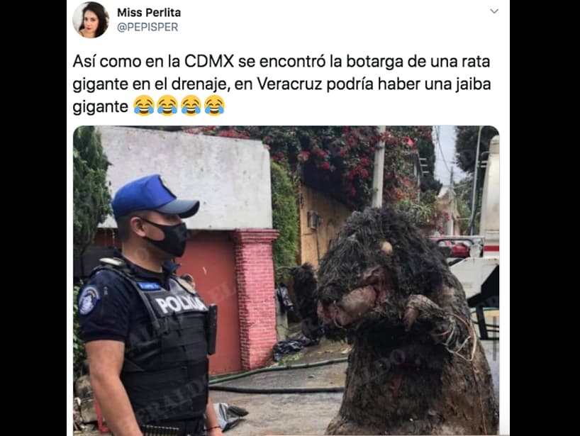 ¿Será que en Veracruz podría aparecer una jaiba gigante en el drenaje?