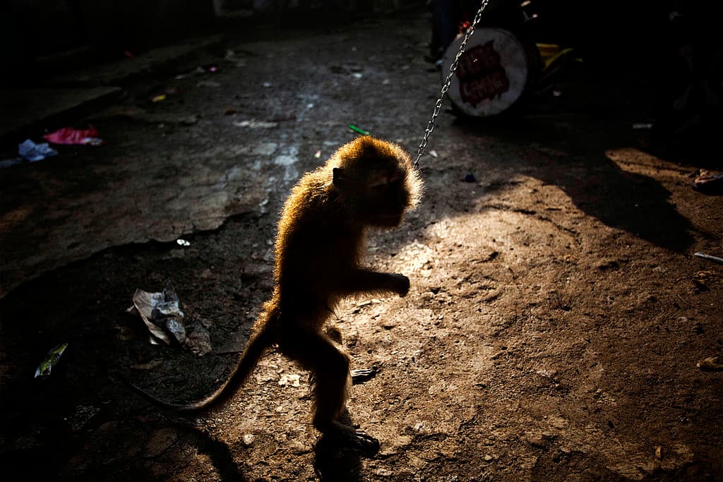 Lamentablemente suelen torturar a los animales.