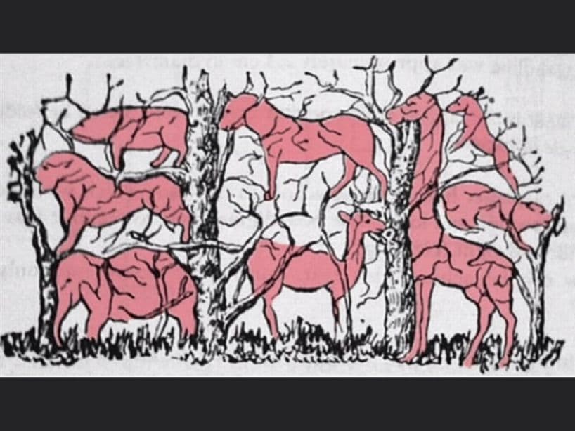 Estos son los 8 animales.