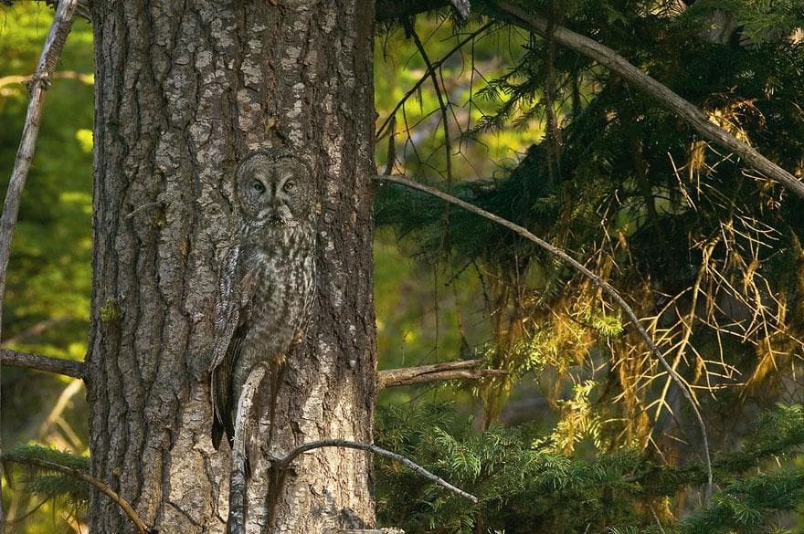 Los animales con plumaje son maestros en el arte del camuflaje.