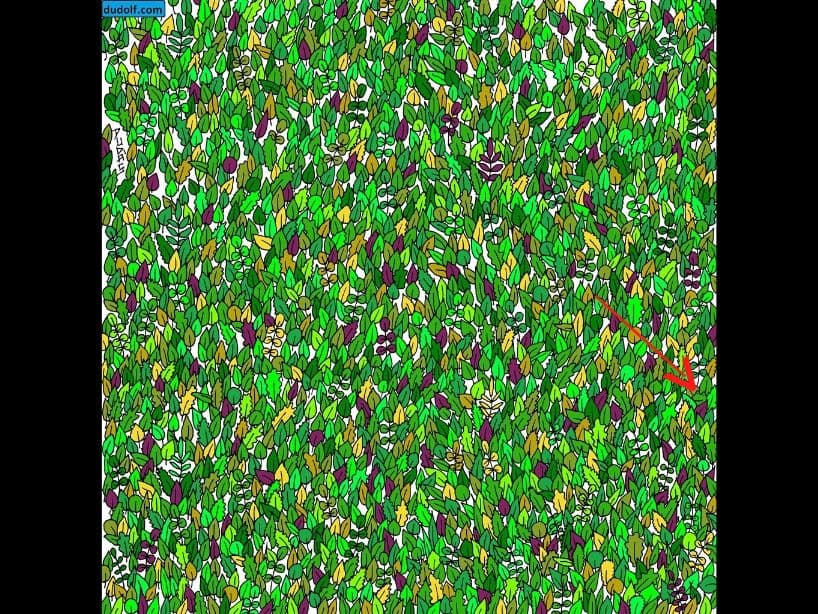 ¡A la derecha! A penas asoma su cabeza el pequeño anfibio.