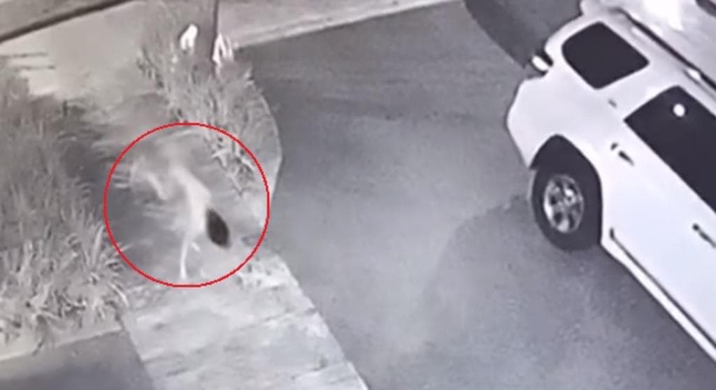 Esto es todo lo que sabemos del video de 'la niña perro'