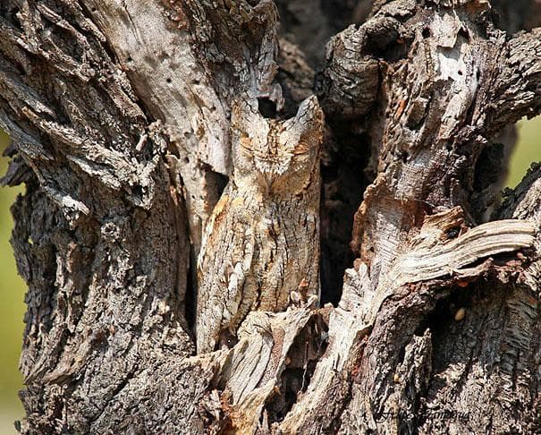¿Otra prueba con aves? ¿Cuántas logras ver?