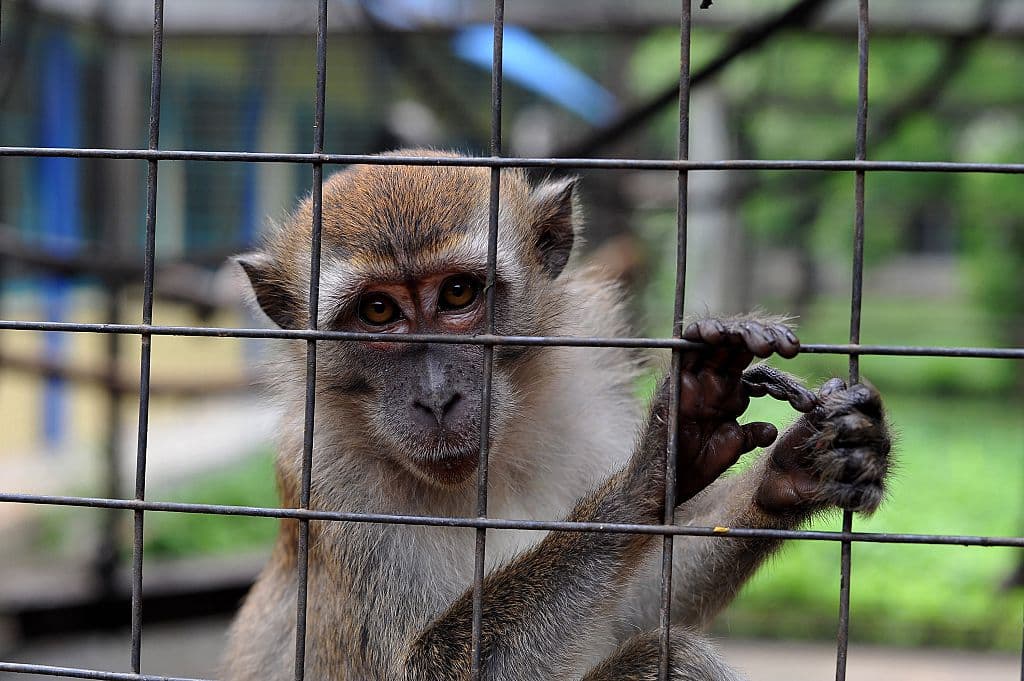 Y también son torturados.