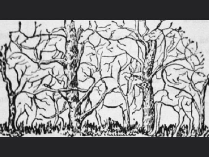 ¡Otra de animales! ¿Cuántos puedes ver en esta imagen?