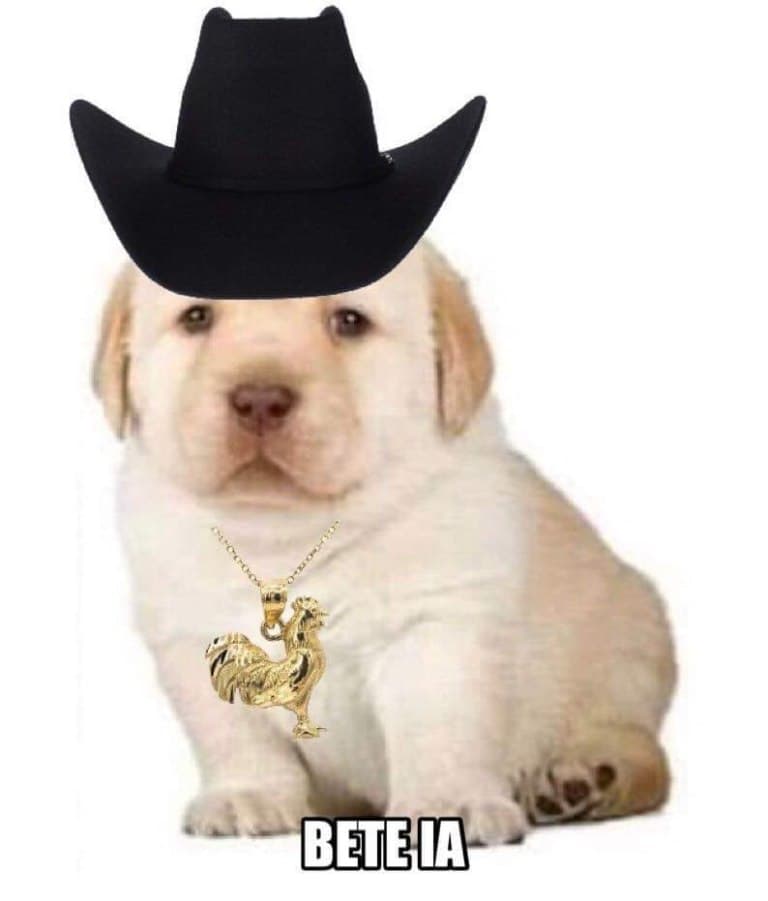 Este can salió disparado a la fama de la nada.
