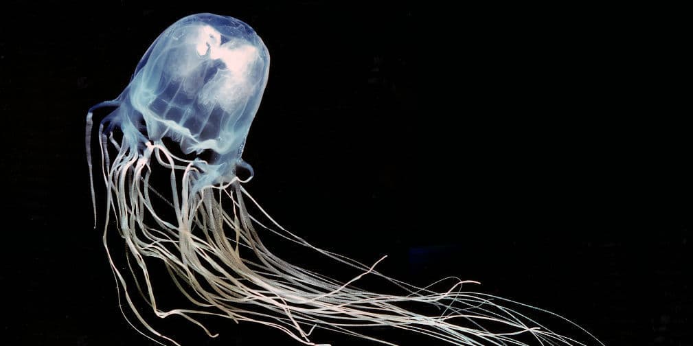 2. Avispa de mar: Es una enorme medusa cuyos tentáculos pueden quitarte la vida en un santiamén.