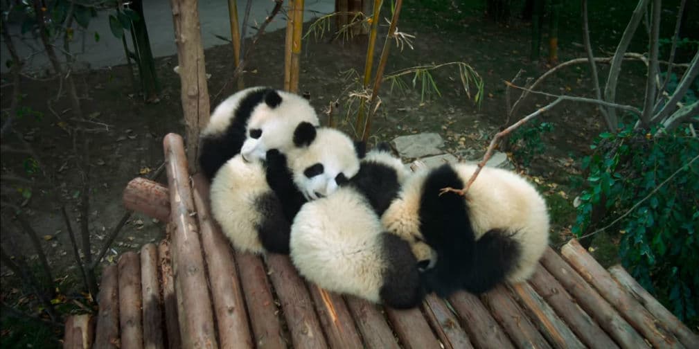 'Pandas', la película más tierna que verás este año