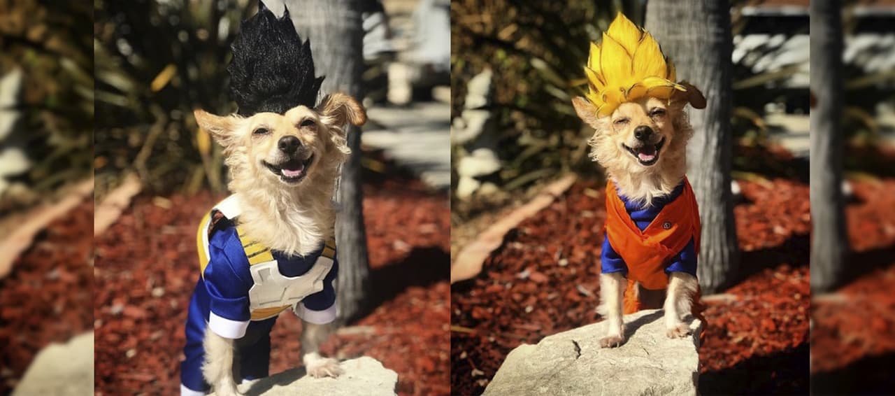 Esta cosplayer de cuatro patas se va a robar tu corazón
