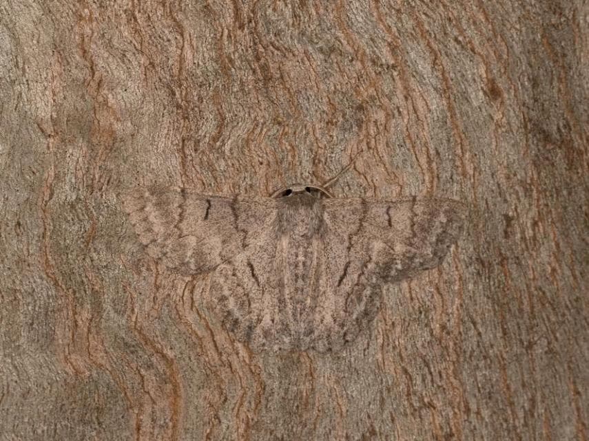 Este árbol tiene un amigo ¿ya lo notaste?