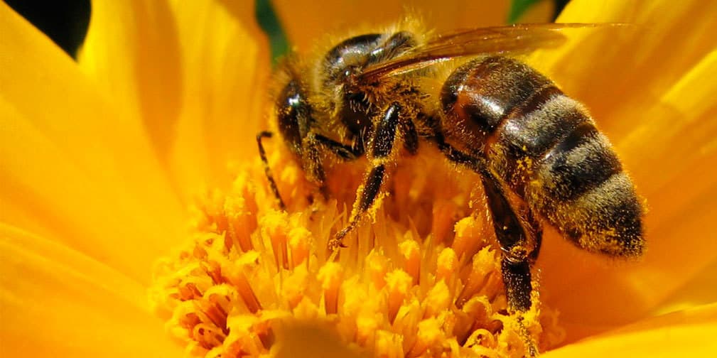 Ebrio muere al tragarse una abeja