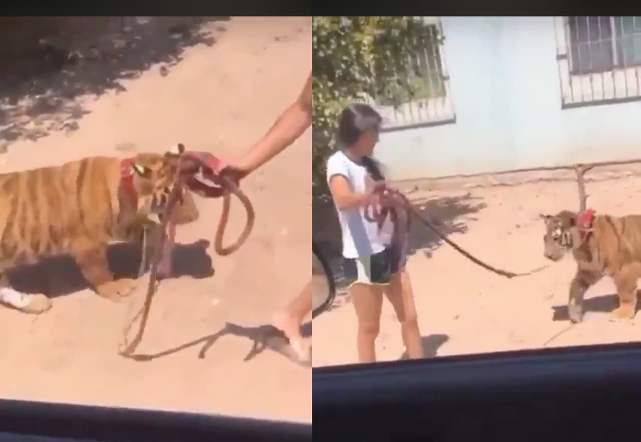 ¡Otra vez México! Captan a niña paseando a un tigre con correa