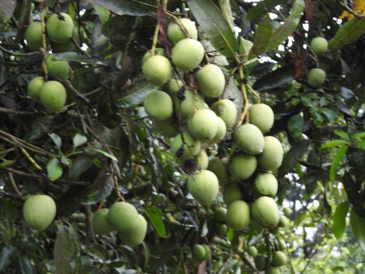Estos mangos parecen manzanas